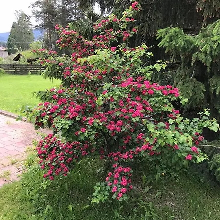 Apartment Garden In Gol