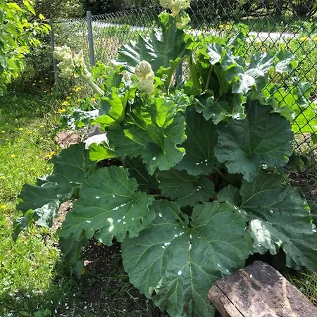 Apartment Garden In Gol